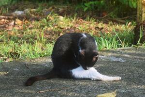 un negro y blanco gato es limpieza sus cuerpo foto