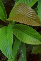 Detail of mango leaves growing around garden photo