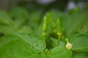 Green cayenne pepper grows in the gardens photo