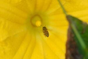 Closeup photo of honey bees approach yellow pumpkin flowers