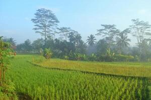 The atmosphere of spacious and fresh rice fields photo