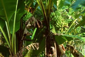 verde plátano árbol creciente en un jardín foto