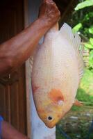 A villager shows tilapia fish caught in a pond photo