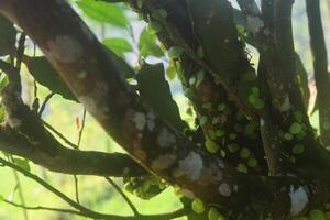 Pyrrosia piloselloides grows on orange tree trunks photo