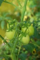 Young tomatoes growing in a beautiful garden photo