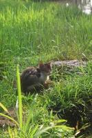 Closeup photo of a kitten in the rice fields