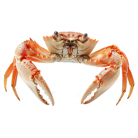 ai généré Crabe isolé sur transparent Contexte png