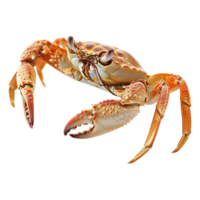 AI generated Crab isolated on transparent background png