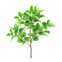 AI generated deciduous plant with green leaves isolated on transparent background png