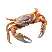 AI generated Crab isolated on transparent background png