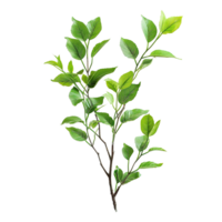 AI generated deciduous plant with green leaves isolated on transparent background png