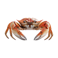 ai généré Crabe isolé sur transparent Contexte png