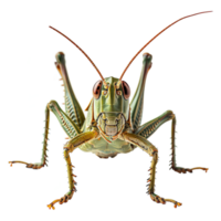 AI generated Grasshopper isolated on transparent background png