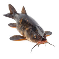 AI generated Catfish isolated on transparent background png