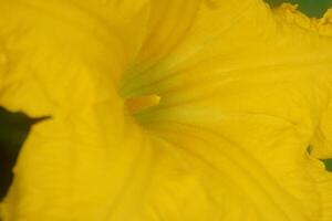 Closeup photo of beautiful pumpkin flower