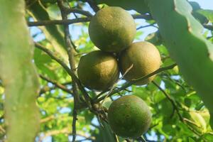 Some fresh green oranges grow on a tree photo