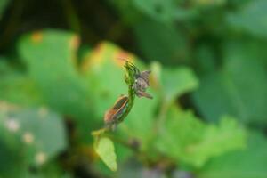 Pentatomomorpha hanging out together on a leaf photo