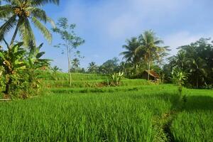 A green rice field and growing very fresh rice in the village photo