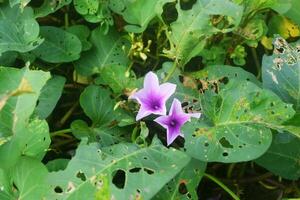 Kale flowers growing around the backyard is really beautiful photo