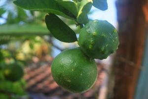 Closeup photo of green oranges growing on a tree