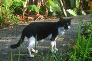 A black and white pet cat sticking out its tongue photo