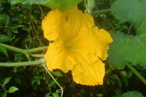 A beautiful pumpkin flower grows photo