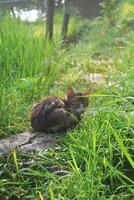 Closeup photo of a kitten sitting relaxed around a rice field