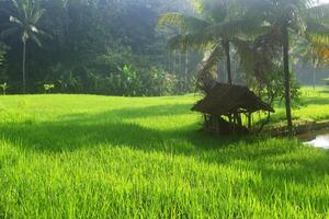 A small hut in the middle of rice fields in the village of Tasikmalaya photo