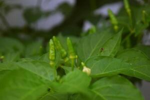 Green cayenne pepper grows in the gardens photo