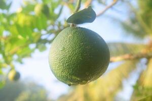 Closeup photo of green oranges growing on a tree