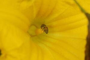 Honey bees approach yellow pumpkin flowers photo