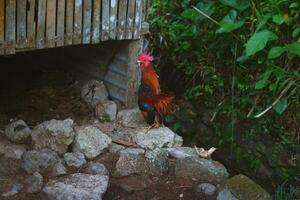 The male dwarf chicken in villages of Tasikmalaya photo