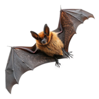 ai généré en volant chauve souris isolé sur transparent Contexte png