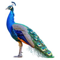 AI generated Peacock isolated on transparent background png