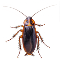 ai genererad kackerlacka isolerat på transparent bakgrund png