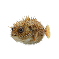 AI generated Pufferfish isolated on transparent background png