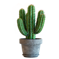 AI generated Cactus in pot isolated on transparent background png