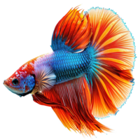 AI generated Siamese fighting fish isolated on transparent background png