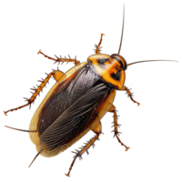 AI generated Cockroach isolated on transparent background png