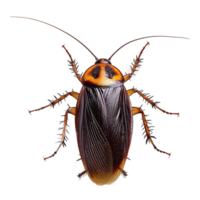 AI generated Cockroach isolated on transparent background png