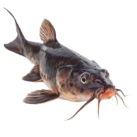 ai generato pesce gatto isolato su trasparente sfondo png