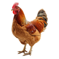 AI generated Chicken isolated on transparent background png