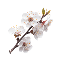 AI generated Cherry blossom flower isolated on transparent background png