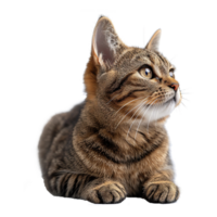 ai generiert süß Katze isoliert auf transparent Hintergrund png