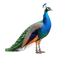 AI generated Peacock isolated on transparent background png