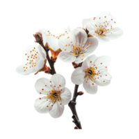 ai genererad körsbär blomma blomma isolerat på transparent bakgrund png