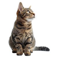 AI generated Cute cat isolated on transparent background png