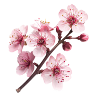 ai genererad rosa körsbär blomma isolerat på transparent bakgrund png