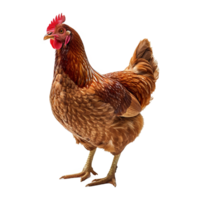 AI generated Chicken isolated on transparent background png