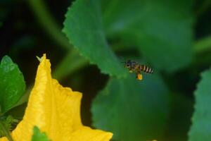 Honey bees fly to yellow pumpkin flowers photo